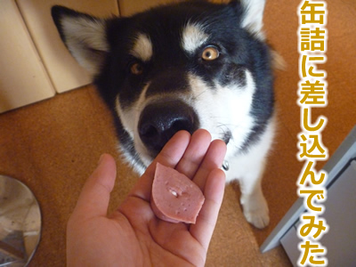 ケガハゲ8.jpg