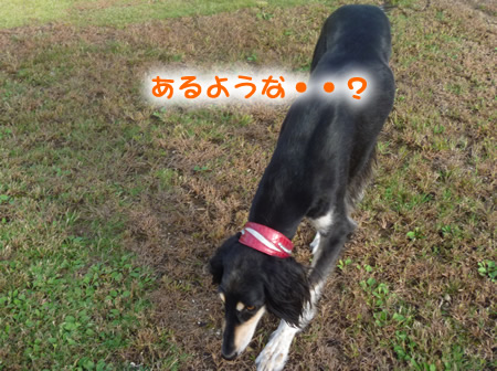 サルーキ05.jpg