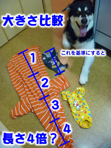 チワワ服12.jpg