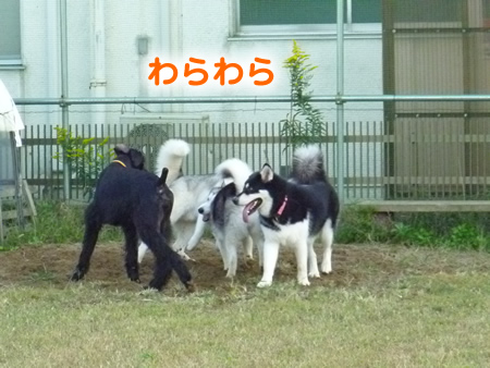 ドックラン02.jpg