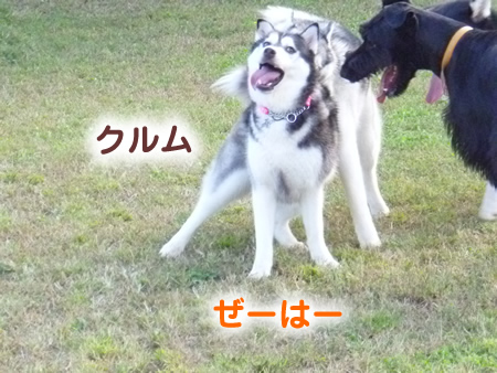 ドックラン03.jpg