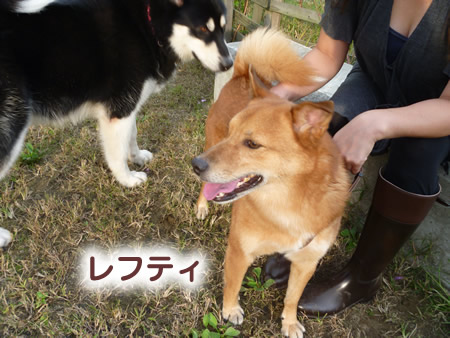 ドックラン07.jpg