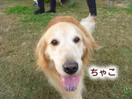 ドックラン08.jpg