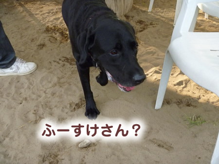 ドックラン09.jpg