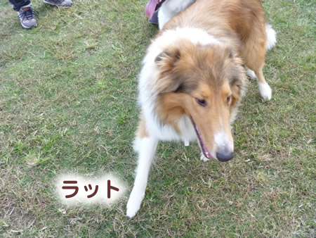 ドックラン10.jpg