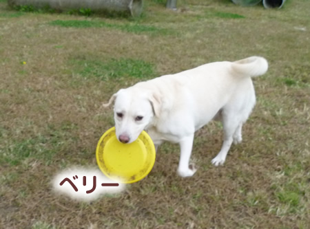 ドックラン11.jpg