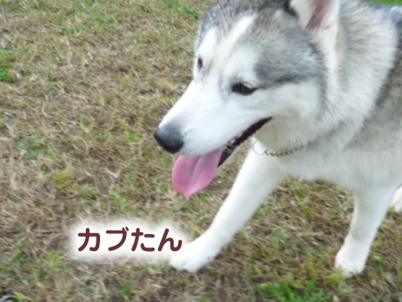 ドックラン14.jpg