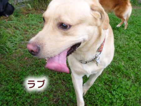 ドックラン15.jpg