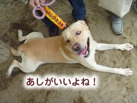 ドックラン16.jpg