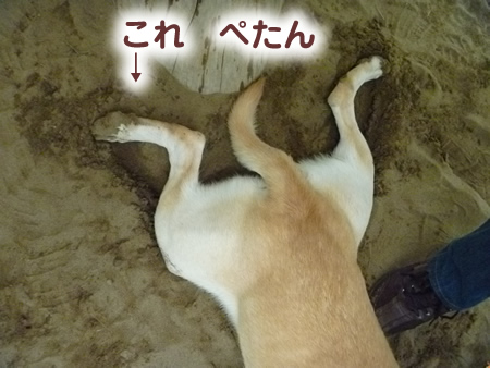 ドックラン17.jpg