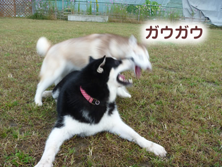 ドックラン19.jpg