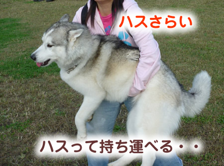ドックラン20.jpg