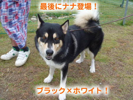 ナナ01.jpg