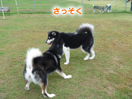 ナナ02.jpg