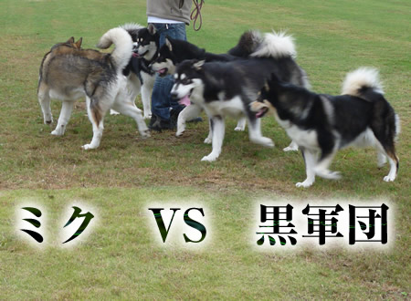 ナナ05.jpg