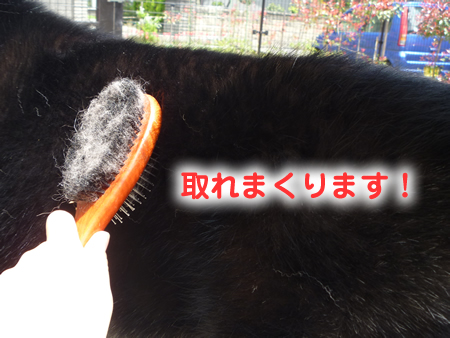 ヌケーホ5.jpg