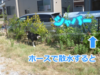 ヌレホーダイ2.jpg