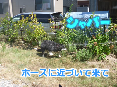 ヌレホーダイ3.jpg
