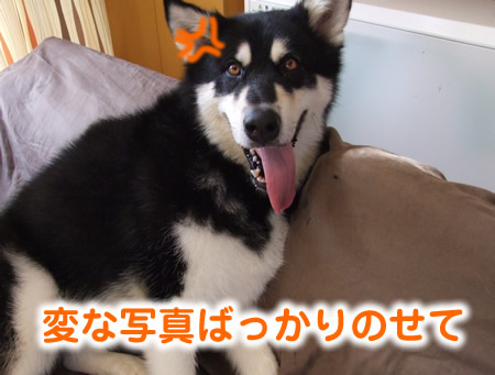 ブログ再開03.jpg