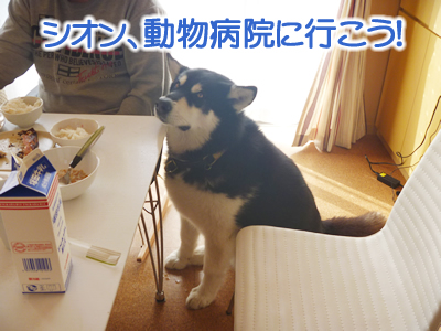 動物病院01.jpg