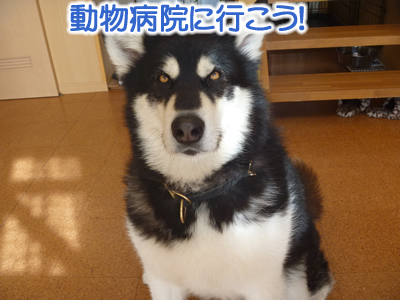 動物病院03.jpg