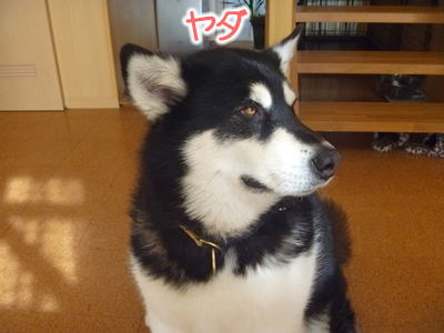 動物病院04.jpg