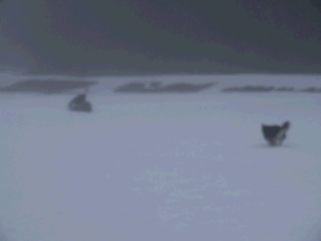 国安201236.gif