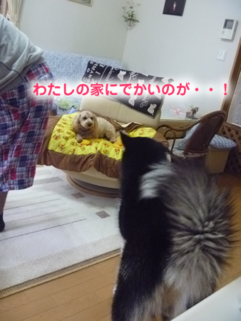 帰り道03.jpg