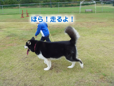 散歩04.jpg