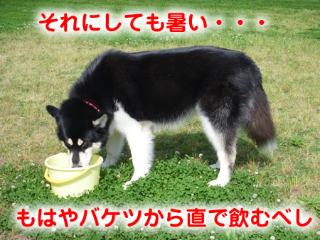 暑いドックラン07.jpg