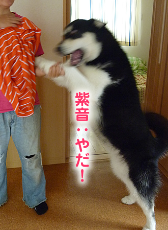 犬服を着る02.jpg
