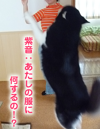 犬服を着る03.jpg