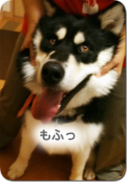 犬近影もふ.jpg