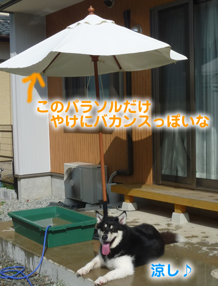 犬風呂06.jpg