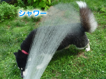 犬風呂08.jpg