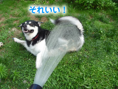 犬風呂09.jpg