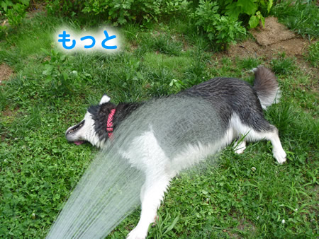 犬風呂10.jpg