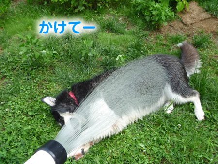 犬風呂11.jpg