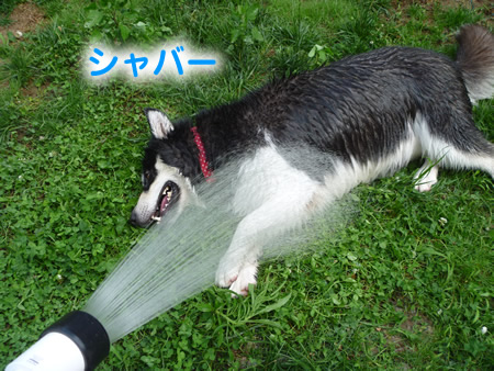 犬風呂12.jpg