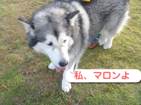 祭パカーン01.jpg