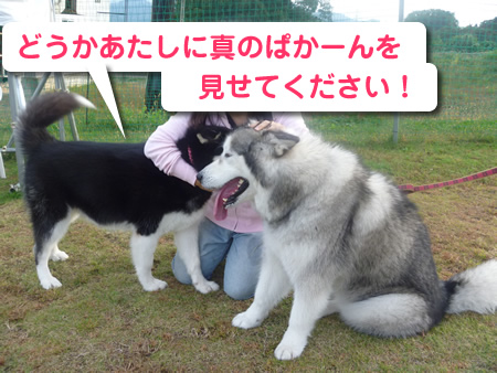 祭パカーン03.jpg