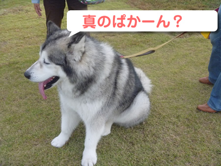 祭パカーン04.jpg