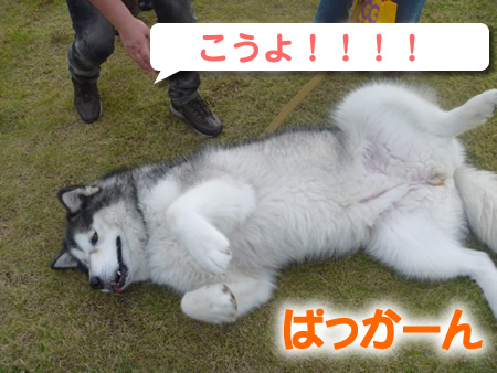 祭パカーン06.jpg