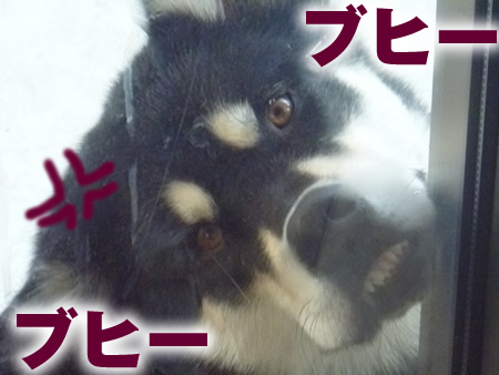 背後に犬がいる11.jpg