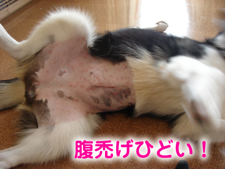 腹禿げ01.jpg