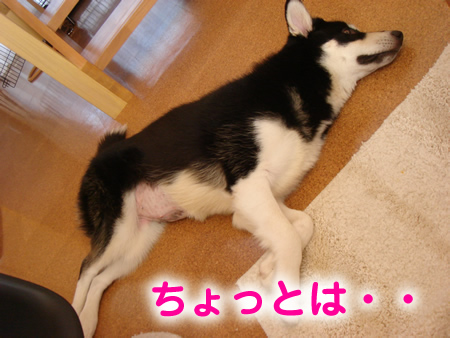 腹禿げ02.jpg