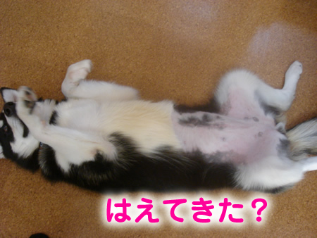腹禿げ03.jpg