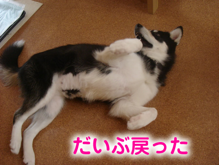 腹禿げ04.jpg