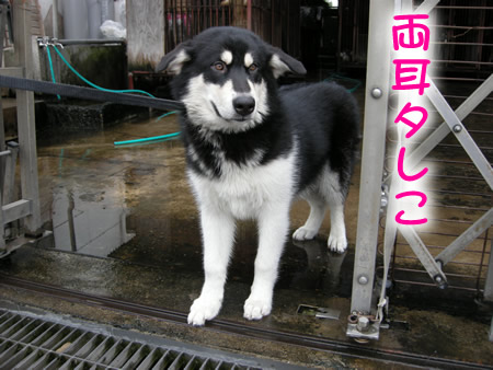 見に行く03.jpg