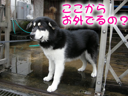 見に行く04.jpg